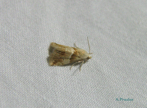 un altro bel po ''di falena per identificare